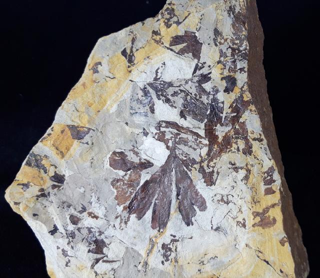 Ginkgo huttoni (STERNBERG in HEER 1876) - Bild &copy; FossNet FossilienStore